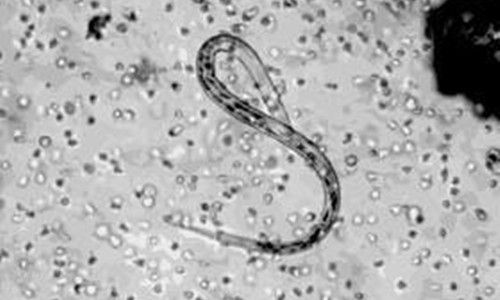 宠物：铲屎官应该给猫咪吃什么补血，要给猫咪喂食什么才补血