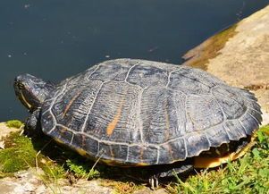 宠物新宠:食蚊鱼,龟的完美美食伙伴!
