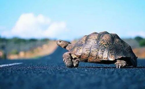 宠物新宠:食蚊鱼,龟的完美美食伙伴!