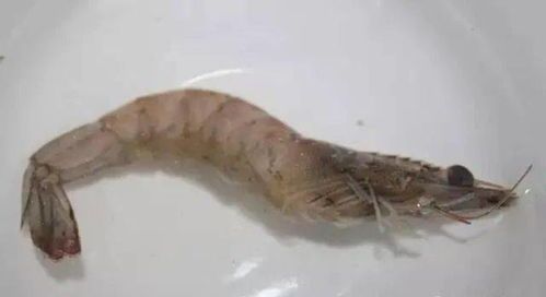 燕子鱼以龟虫为主食，宠物美食佳选。