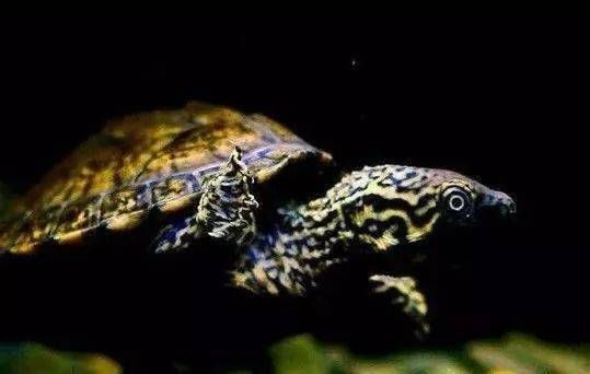 燕子鱼以龟虫为主食，宠物美食佳选。