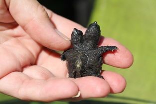 揭秘！鳄鱼龟的美食时间，宠物爱好者必看！