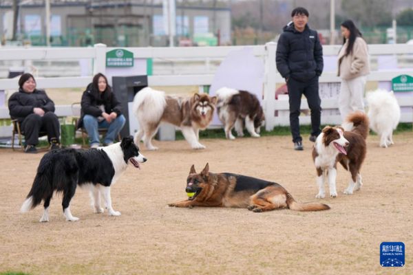 2月10日，市民带着宠物在南京市“毛孩岛”宠物乐园内休闲游玩。 新华社记者 李博 摄