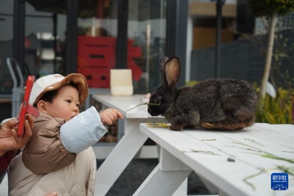 3月15日，在无锡市运河汇街区，一位小朋友在喂食商家饲养的宠物兔。 新华社发（刘臻睿摄）
