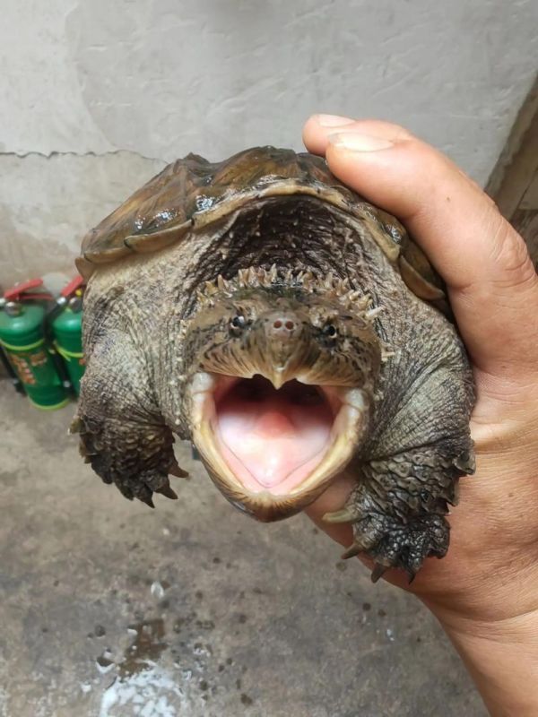 鳄龟养久了会认主人吗_鳄龟认得主人？情感连接超神奇！