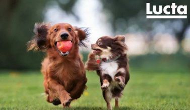 Lucta（乐达）是一家在宠物适口性解决方案领域的跨国集团