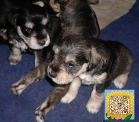 幼犬每月驱虫，按时按需进行。