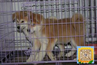 幼犬每月驱虫，按时按需进行。