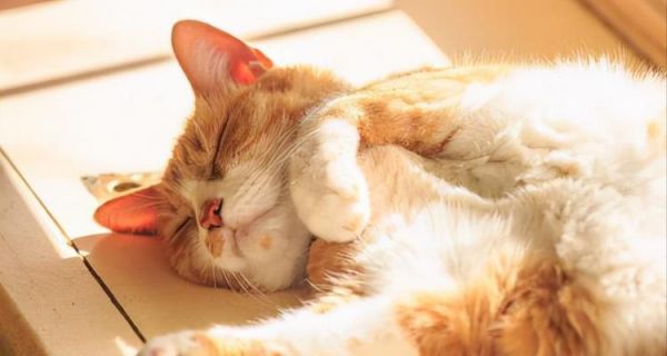 猫感冒食疗指南（宠物猫的食疗方案）