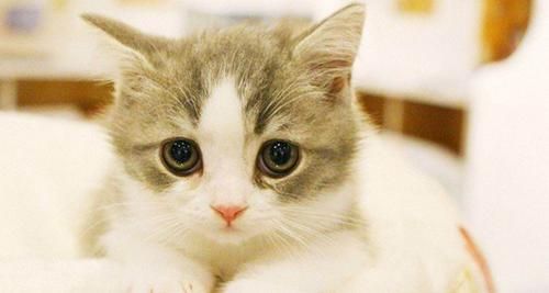 猫感冒食疗指南（宠物猫的食疗方案）