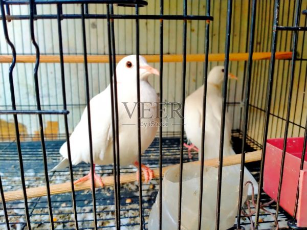 笼子里的两只白鸽照片摄影图片