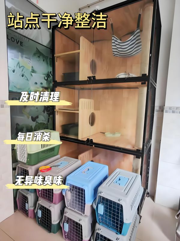 宠物猫狗运输: 上海松江猫咪宠物托运航空宠物运输