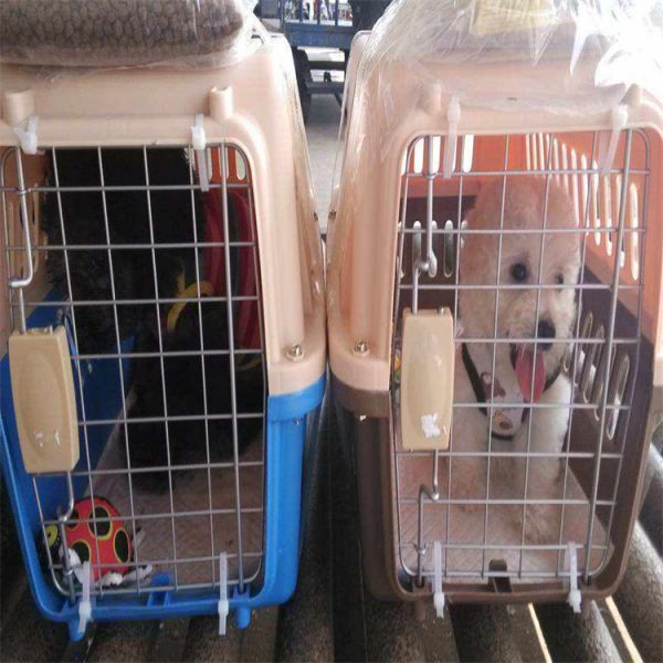 宠物猫狗运输: 上海松江猫咪宠物托运航空宠物运输