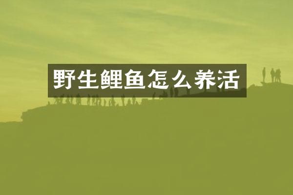 野生鲤鱼怎么养活