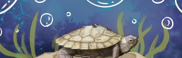 以德州地图龟为宠物的养殖指南（掌握德州地图龟饲养技巧）