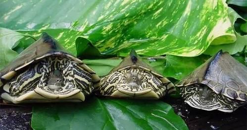 以德州地图龟为宠物的养殖指南（掌握德州地图龟饲养技巧）