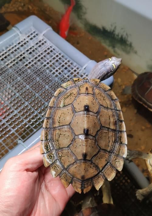 以德州地图龟为宠物的养殖指南（掌握德州地图龟饲养技巧）