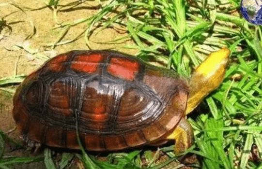 百色闭壳龟难养吗？这些饲养技巧要掌握
