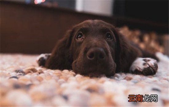 狗狗疫苗要打几针？狗狗疫苗打几次比较好