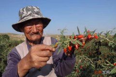 怎样分辨真假红枸杞 红枸杞有什么功效作用