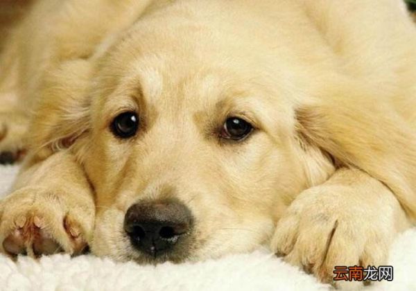 狗狗三个月打疫苗迟吗