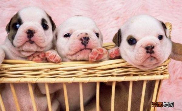 狗狗三个月打疫苗迟吗