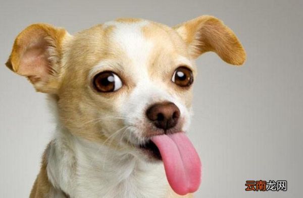 狗狗三个月打疫苗迟吗