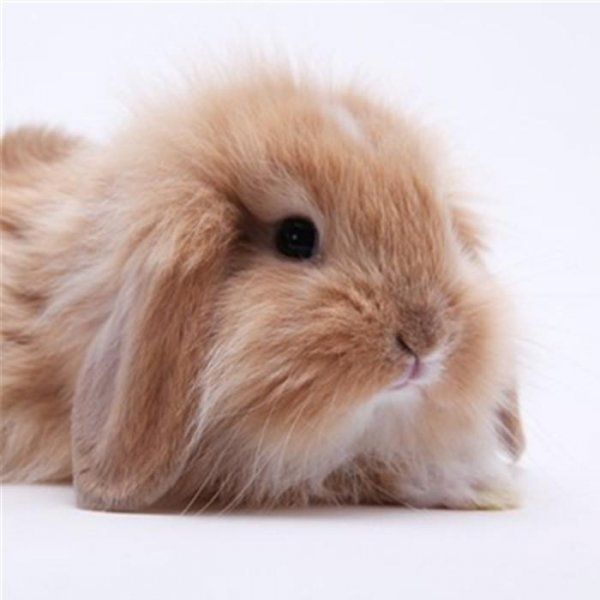 兔子有哪些品种