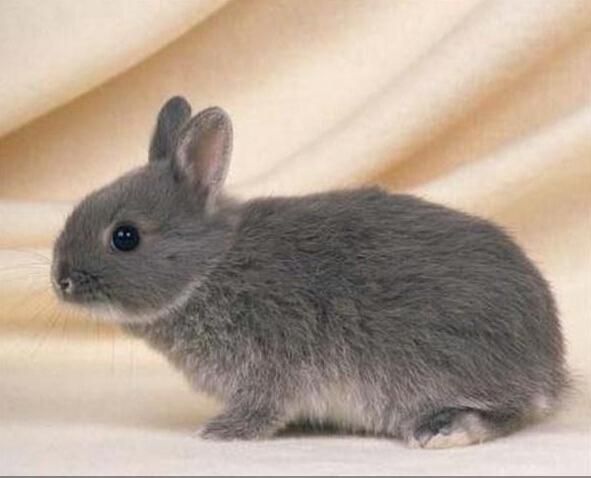 兔子有哪些品种