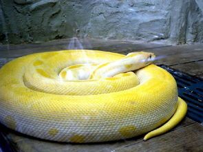 “蛇成龙，宠物不宜养。”