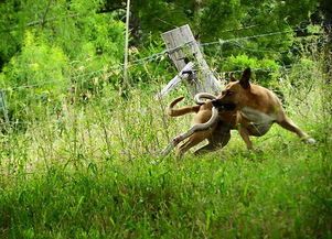 “蛇成龙，宠物不宜养。”