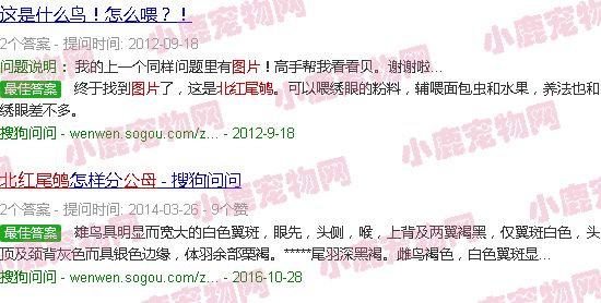 北红尾鸲公母对照图片