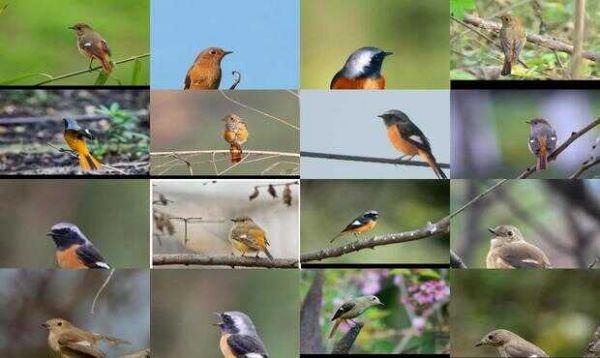 北红尾鸲公母对照图片