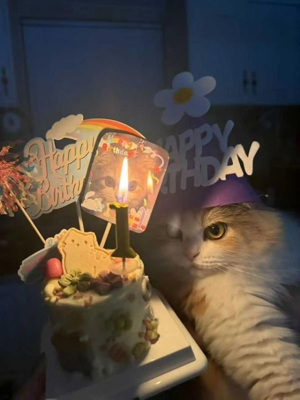 给宠物做蛋糕有人月入3万，一份188元引争议，是暴利还是真爱？