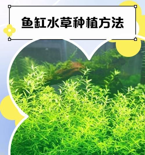 秋季鱼缸适合种植什么水草？如何种植和护理？