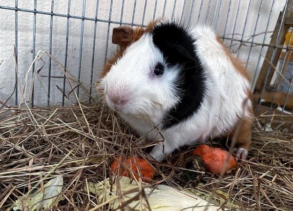 2026全网最全仓鼠笼子推荐与科学选购深度指南 3