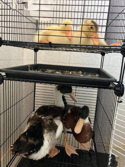 宠物鸭子一般能活多久呢？