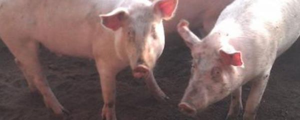 什么品种的猪长得又快又大