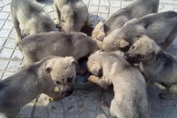 北方农村养殖什么都不担心销售？这些需求大，风险低