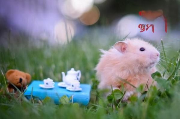 金丝熊吃什么东西？如何饲养金丝熊？