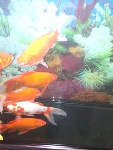 “选鱼食，认准XX牌，鱼儿爱！”