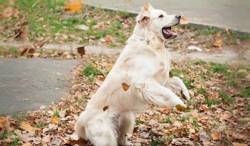 宠物健康，体重控制，四个月狗重几何？