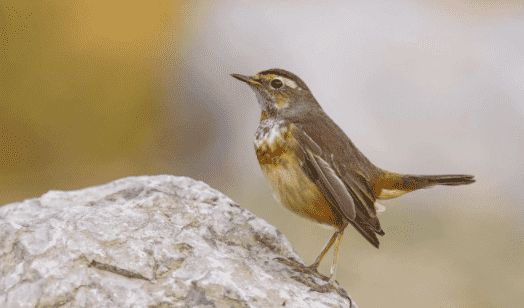 我来告诉你,蓝靛颏鸟怎么上性?