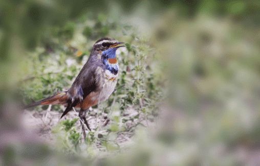 我来告诉你,蓝靛颏鸟怎么上性?