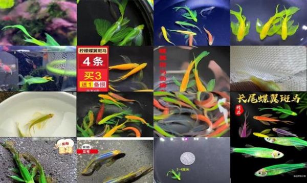 蝶翼长鳍斑马鱼有多大