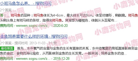 蝶翼长鳍斑马鱼有多大