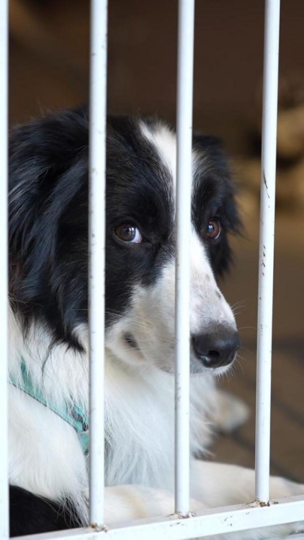 宠物主也卷“学区房”？上海的狗狗上起了幼稚园，宠物日托或成为社区新配套