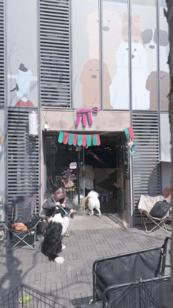 宠物主也卷“学区房”？上海的狗狗上起了幼稚园，宠物日托或成为社区新配套