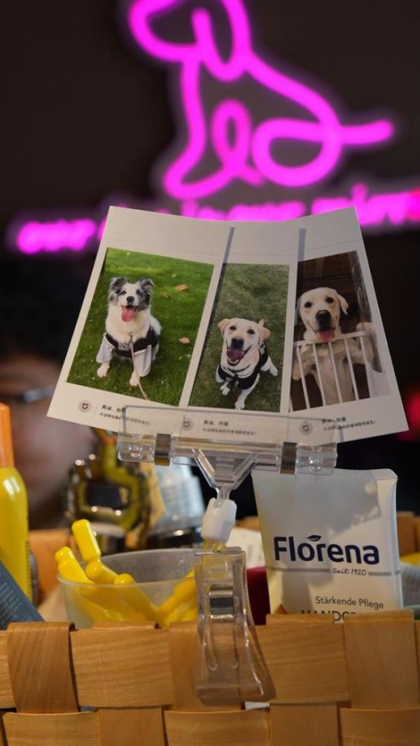 宠物主也卷“学区房”？上海的狗狗上起了幼稚园，宠物日托或成为社区新配套