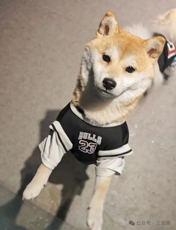 园内宠物狗。吴越摄